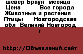 шевер Браун 2месяца › Цена ­ 200 - Все города Животные и растения » Птицы   . Новгородская обл.,Великий Новгород г.